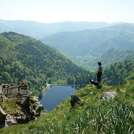 شقة Muhlbach-sur-Munster  في Le Montagnard Au Pied Des Pistes, Station Du Gaschney, Altitude 1000 M المظهر الخارجي الصورة